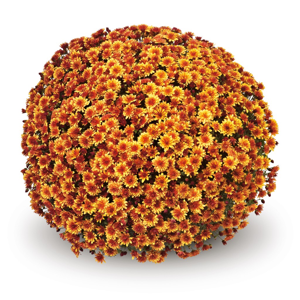 Oranje Bolchrysant.nl