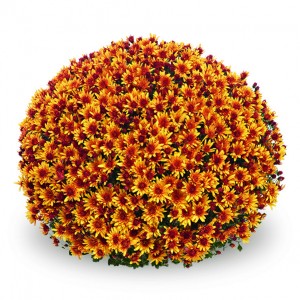 Oranje bolchrysant