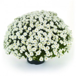 Witte bolchrysant